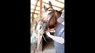 How to fit a hackamore bridle