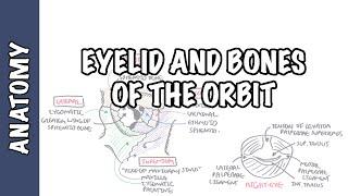 Anatomy   Eye Orbit and Eyelid