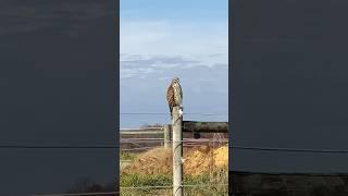 Juvenile Red- Shouldered Hawk hunting!