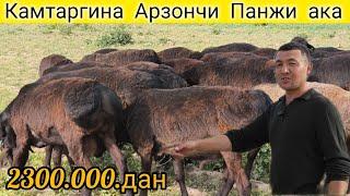 Сурхондарёнинг арзончисидан ку́чкор ва совлик ку́йлар ️+998 97 600 90 44