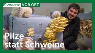 Shiitake, Rosenseitling oder Limonenseitling: Edelpilze statt Schweinehaltung | LAND & FORST Vor Ort