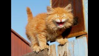  Cheeky orange cats!  Funny video with cats and kittens for the mood! 