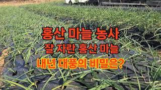 잘 자란 홍산 마늘: 내년 대풍의 비밀은?