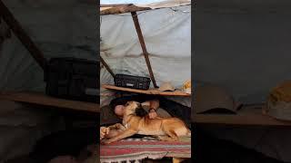She’s My Living Alarm Clock | Malinois Morning Cuddles Hit Different