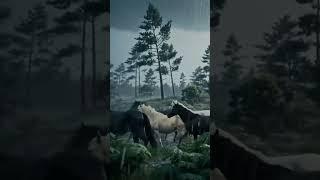 A beautiful scene... a herd of horses running in the heavy rain  #nature #travel #relax #beautiful