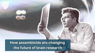 How assembloids are changing the future of brain research
