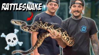 @paulcuffaro Wants to Train with Venomous Snakes ??