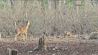 Leopard Killed a deer and the other deer watching him take away.