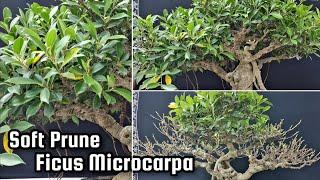 Soft Prune For Ficus Microcarpa - The Rising Of Ronin Bonsai is live!