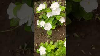 Vinca 🪴🪴 #beauty #garden #trending