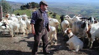 Pastori custodi del territorio