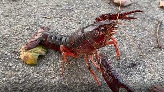CRAWDAD in Coto de Caza; or Crawfish, Crayfish; anatomy, identification, edible factors