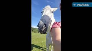 Cranialsacral therapy & Reiki for horses in the pasture