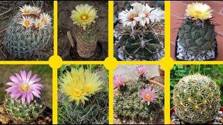 39 Especies increíbles de Cactus Coryphantha !