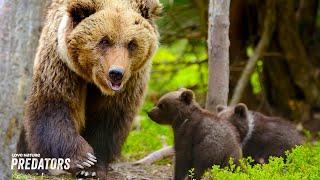 Mother Bear Faces Tough Odds Protecting Cubs from Male Suitor | Carpathian Predators 101