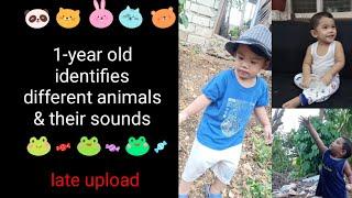 1-year old identifies the animals and their sounds