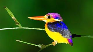 Oriental Dwarf Kingfisher - Endemic Subspecies I Birds of Andamans #NatureattheBest