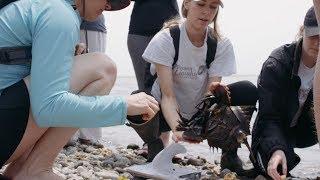 Biology at Sacred Heart University | Project Limulus