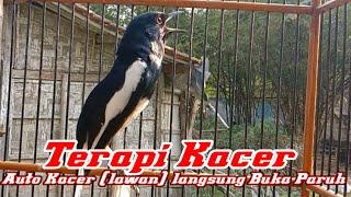 terapi Kacer auto cepat gacor ngeplay full emosi//pancingan Kacer macet Kacer muda cepat respon