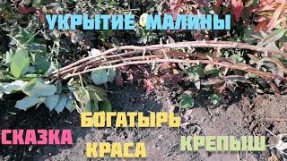 Укрытие на зиму малины сказка, крепыш, богатырь и краса. #дача#сад#малина