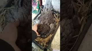 Hint kümesi ve 1-haftalık gurklar