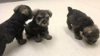  Vet check day for these 8 week old Mini Schnauzer puppies