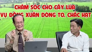 CHĂM SÓC CHO CÂY LÚA VỤ ĐÔNG XUÂN ĐÒNG TO, CHẮC HẠT