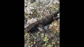 A Schist Gecko (Woodworthia “Central Otago”) from “the Land of Rohan” on the South Island of NZ.