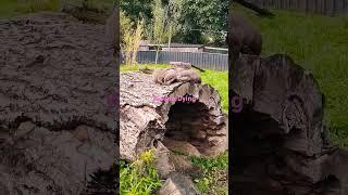 Otters starving to death (5mins til dinner) Northumberland Zoo.