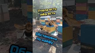МЁДУ БЫТЬ #мед #bee