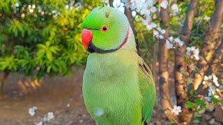 Cutest Talking Parrot on YouTube | Natural Parrot  Sounds