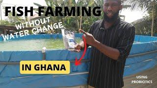 How to farm fish without water change | Farming Fish with probiotics in Ghana