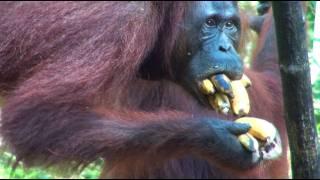 ORANGUTAN STUFFS 10 BANANAS IN MOUTH