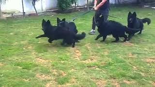 Black German Shepherds Pakistan 03364500800