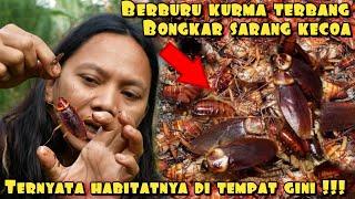 BERBURU KECOA CRISPY BONGKAR SATU SARANG KELUAR RATUSAN