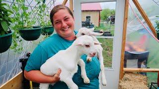 Planting Day 3! | Baby Bottle Goats