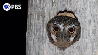 Meet the World's Smallest Owl