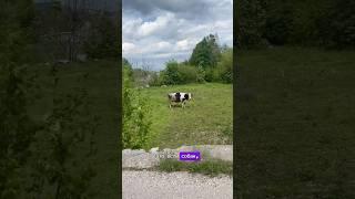 Полиция не поможет спасти собаку #собакадругчеловека #собака #суперсобака