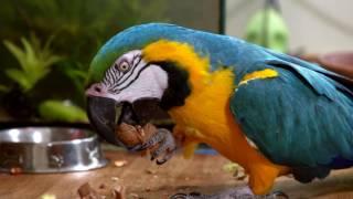 Ways to provide enrichment for your pet bird - Bucktons Care Guide