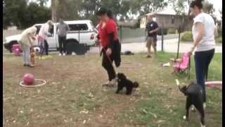 Puppy Socialisation Training with Positive K9 Training