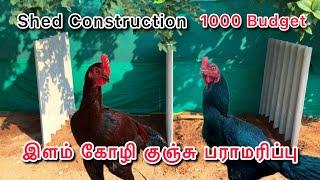 Peruvedai koli valarpu || Shed construction Video || Kattu seval kattutharai #vivasayam #kattuseval