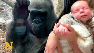 Gorilla Mother Admires Human Baby - Shows her own Family