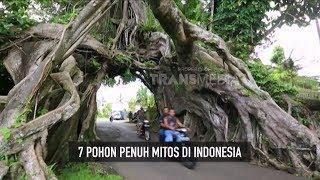 7 POHON PENUH MITOS DI INDONESIA