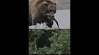 Grizzly bear vs gorilla #1v1 #capcut #debate #edit #animals #wildlife #bear #gorilla #animal