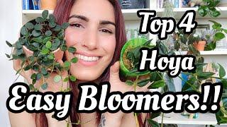 TOP 4 EASY BLOOMING HOYA!!!! Fast Growing & Easy to Bloom Hoya for Beginners 