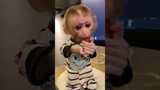 Baby monkey #monkey #pets #rescue #rescueanimals #animals #shortvideo #shorts