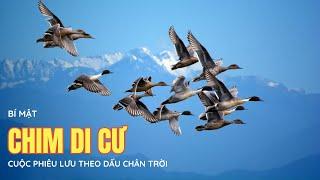 Những Bí Mật Thú Vị Về Cuộc Di Cư Của Chim