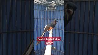 MURAI GACOR #bird #kicaumania #birdlovers #kicau #fy #birds #murai #fyptiktok #fyp #fypシ゚viral