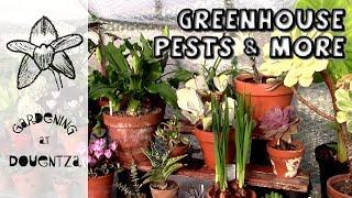 Greenhouse Pest Control & Other Updates
