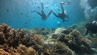 Raja Ampat - Diving in the Dampier Strait - 4K